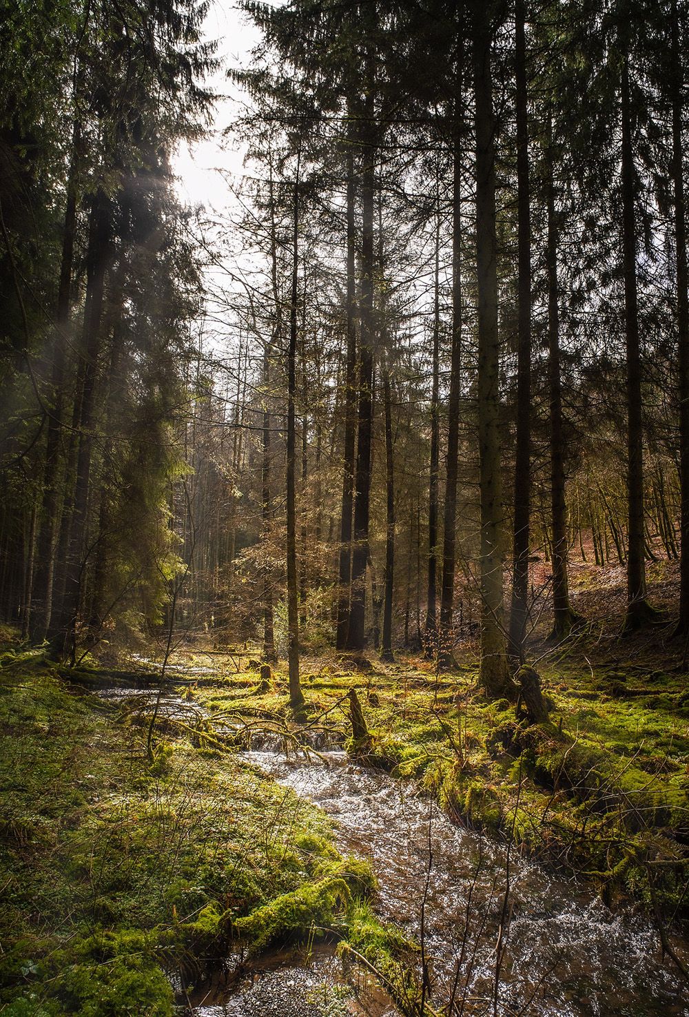 Teuteburger Wald