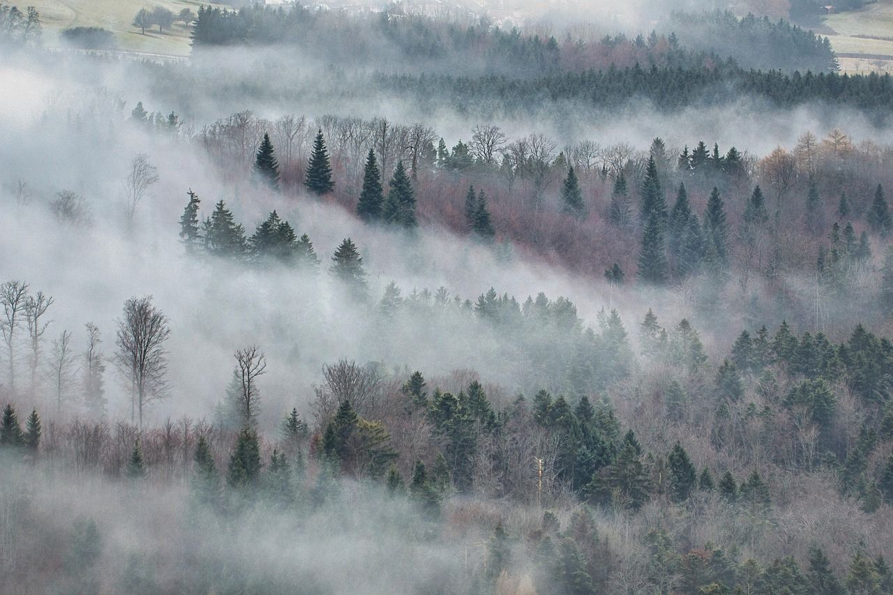 Wald